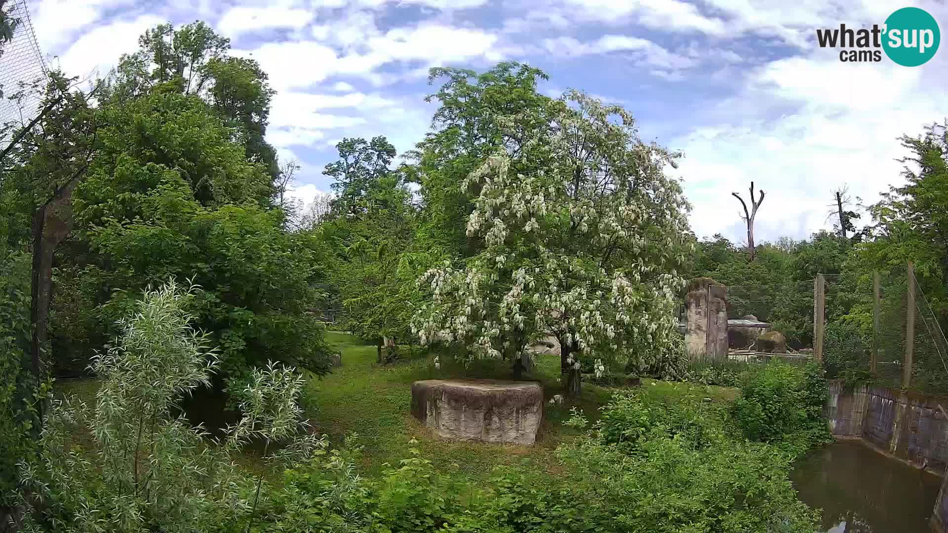 Zoo Zagreb – Löwen