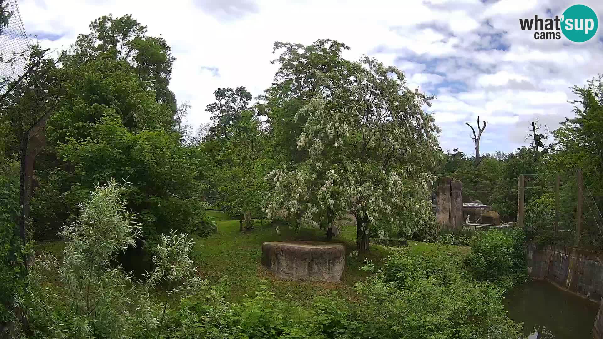 Zoo Zagreb – Löwen