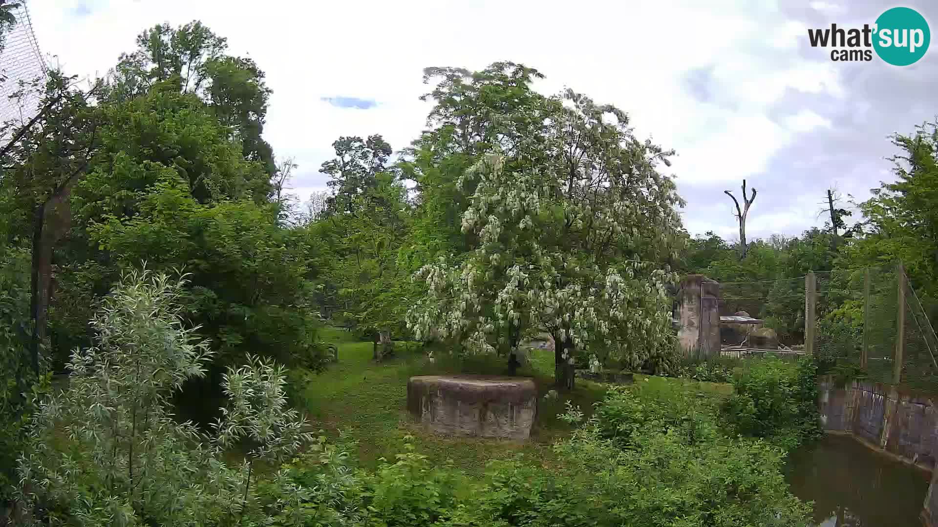 Zoo Zagreb – Lavovi