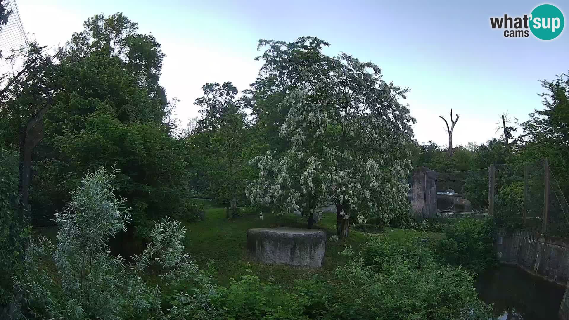 Zoo Zagreb – Lavovi