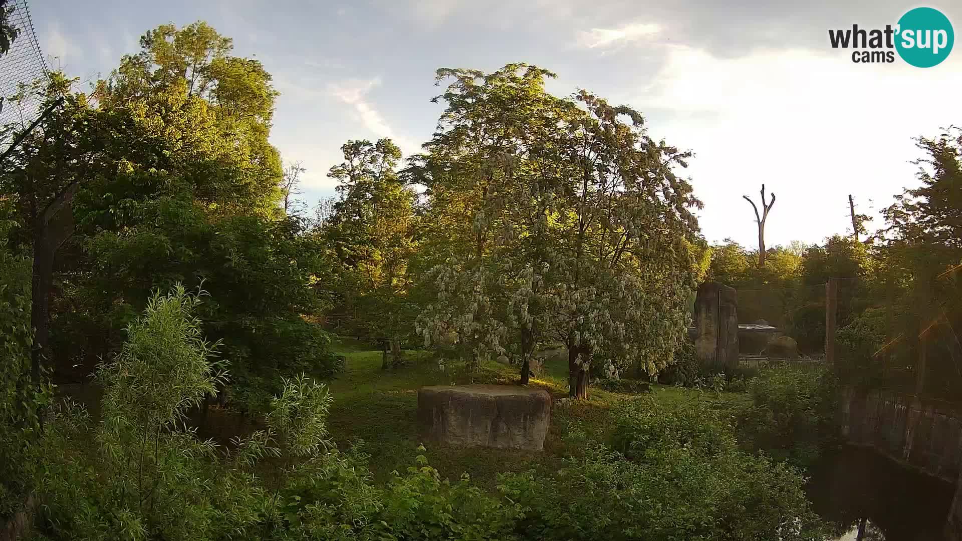 Zoo Zagreb – Lavovi