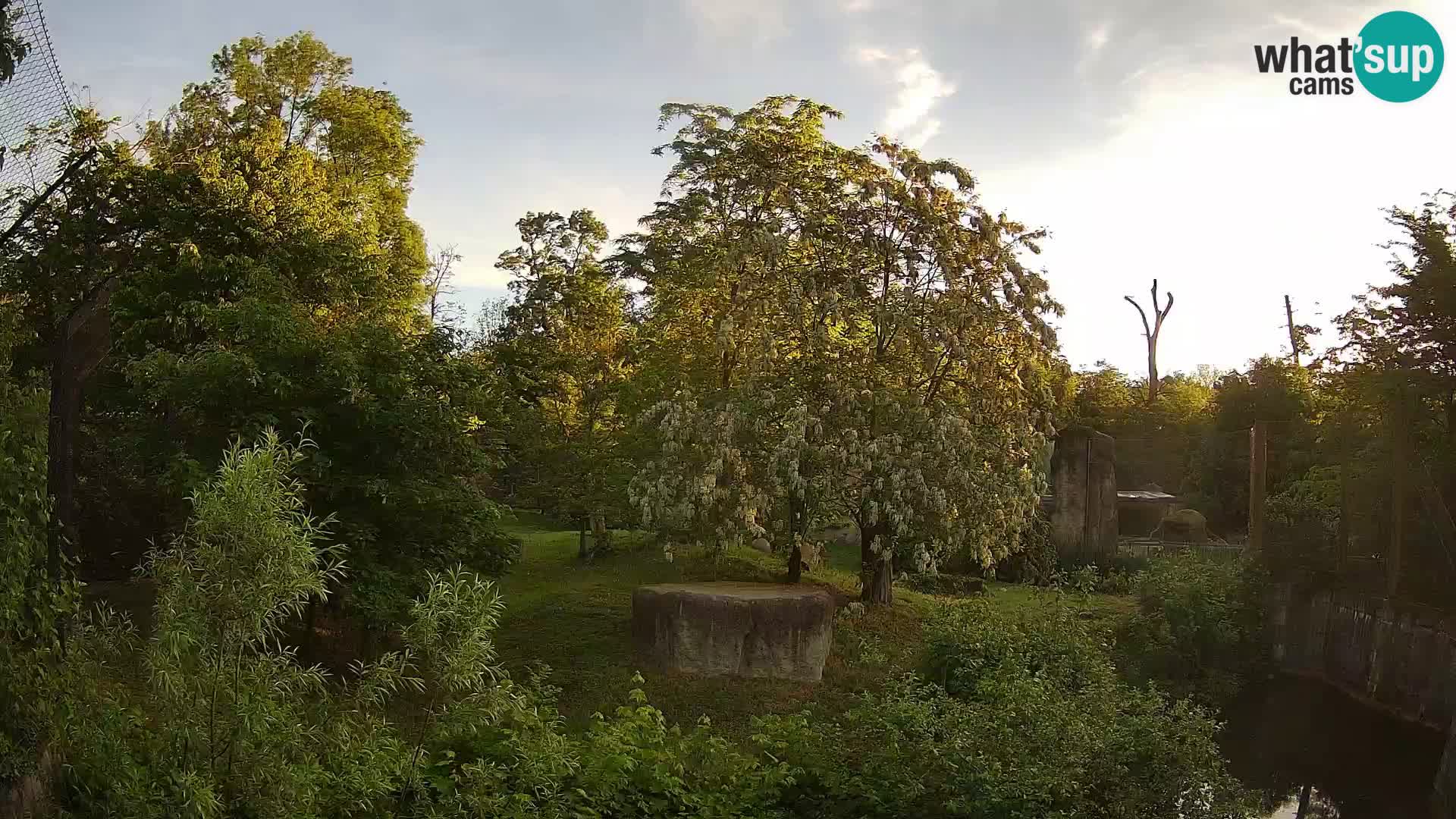 Zoo Zagreb – Löwen