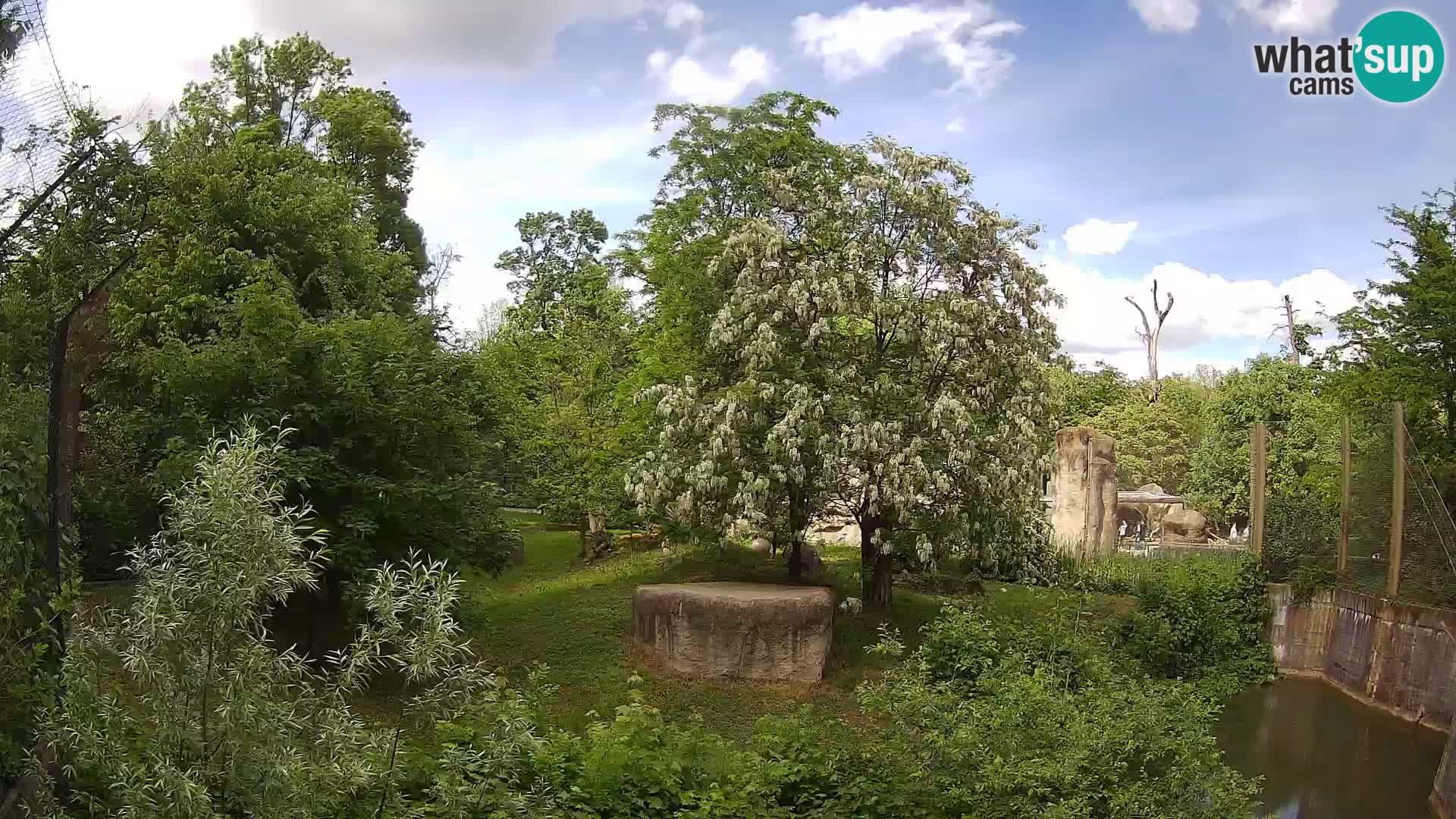 Spletna kamera Zoo Zagreb – Levi