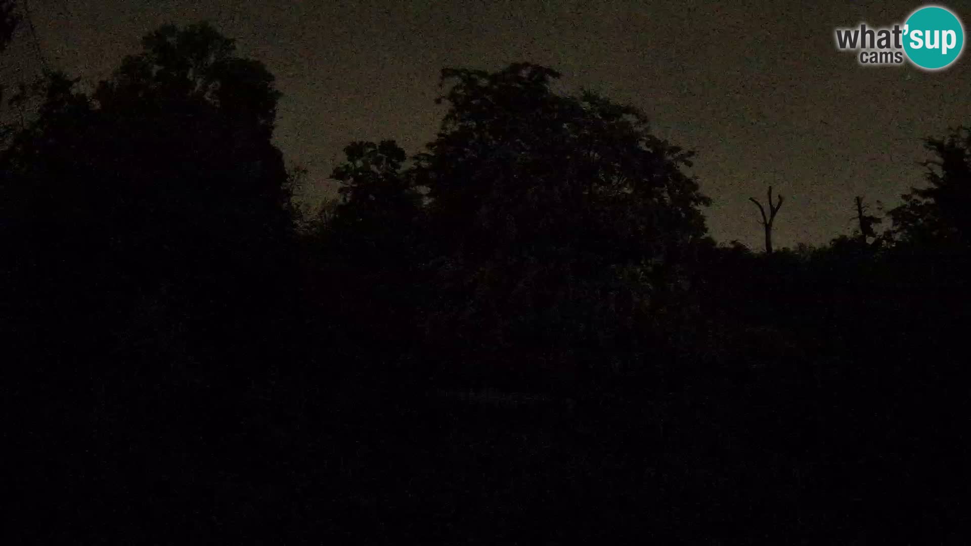 Zoo Zagreb – Lion