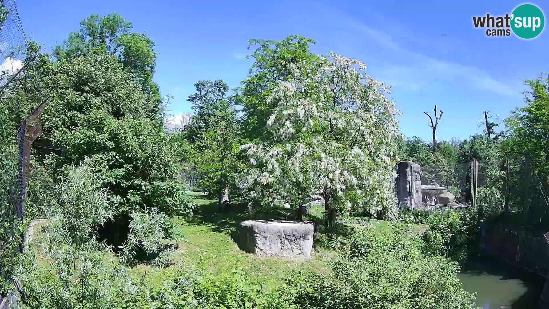 Zoo Zagreb – Löwen