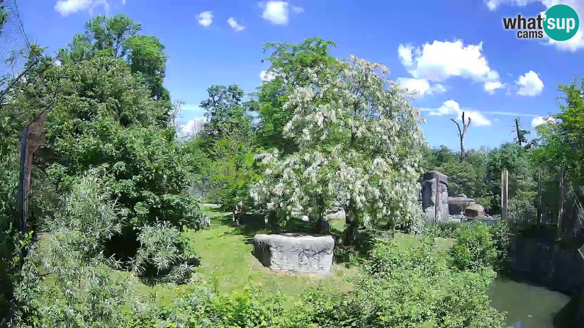 Zoo Zagreb – Löwen