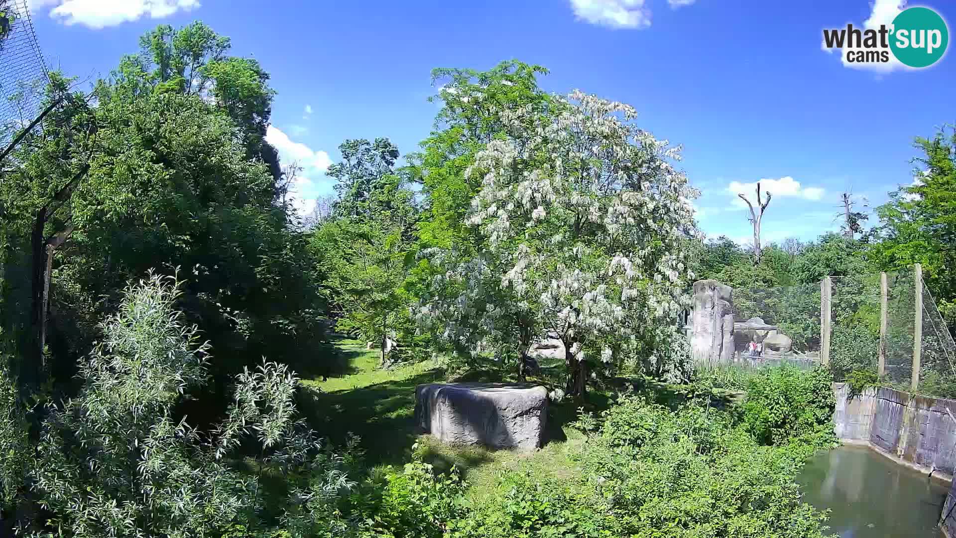 Zoo Zagreb – Löwen