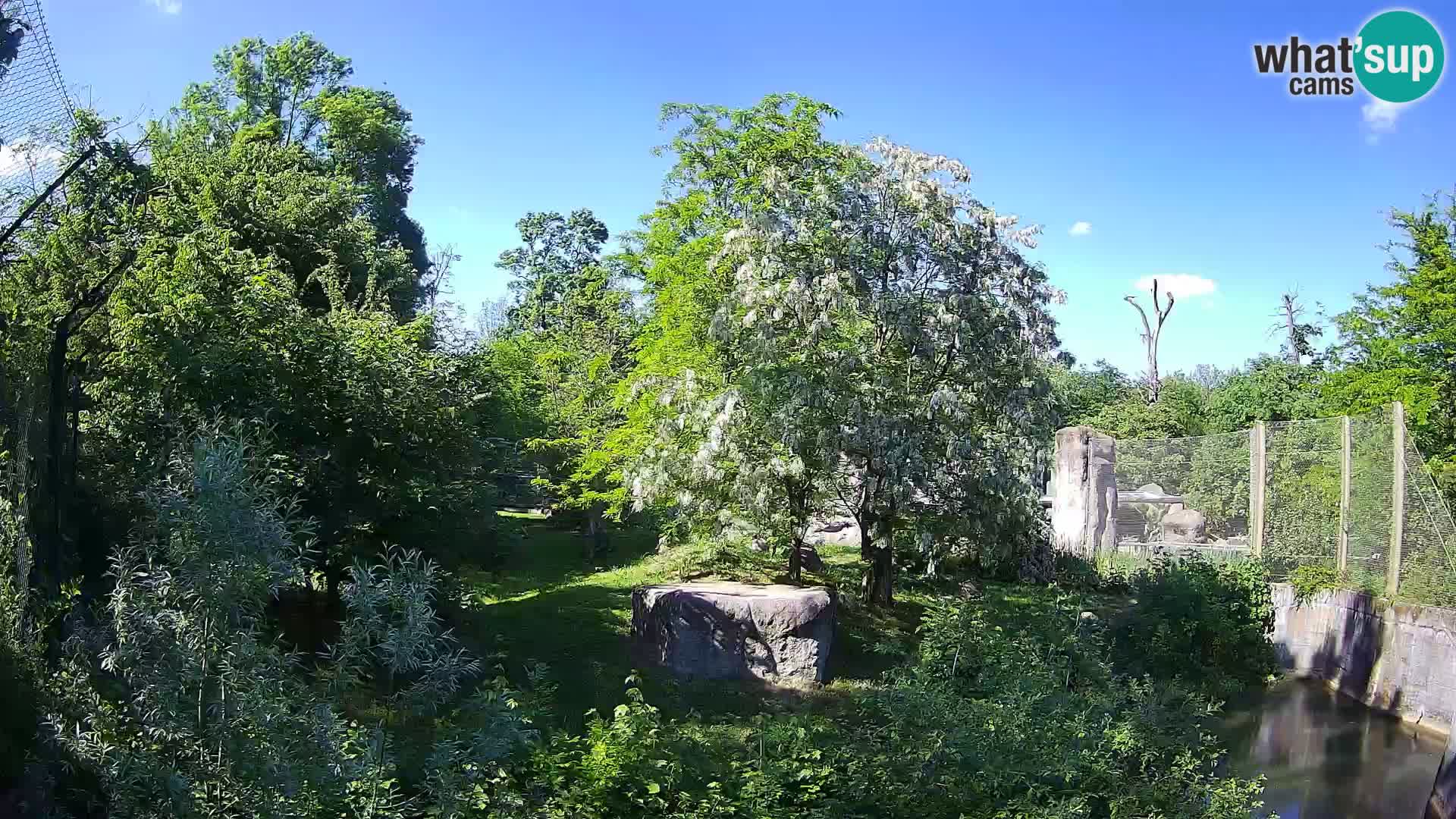 Zoo Zagreb – Leoni
