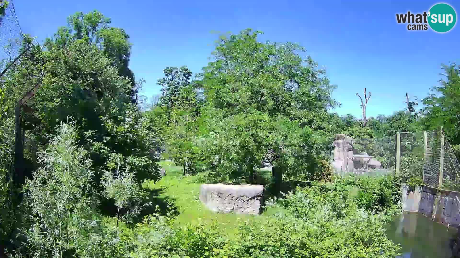 Zoo Zagreb – Leones