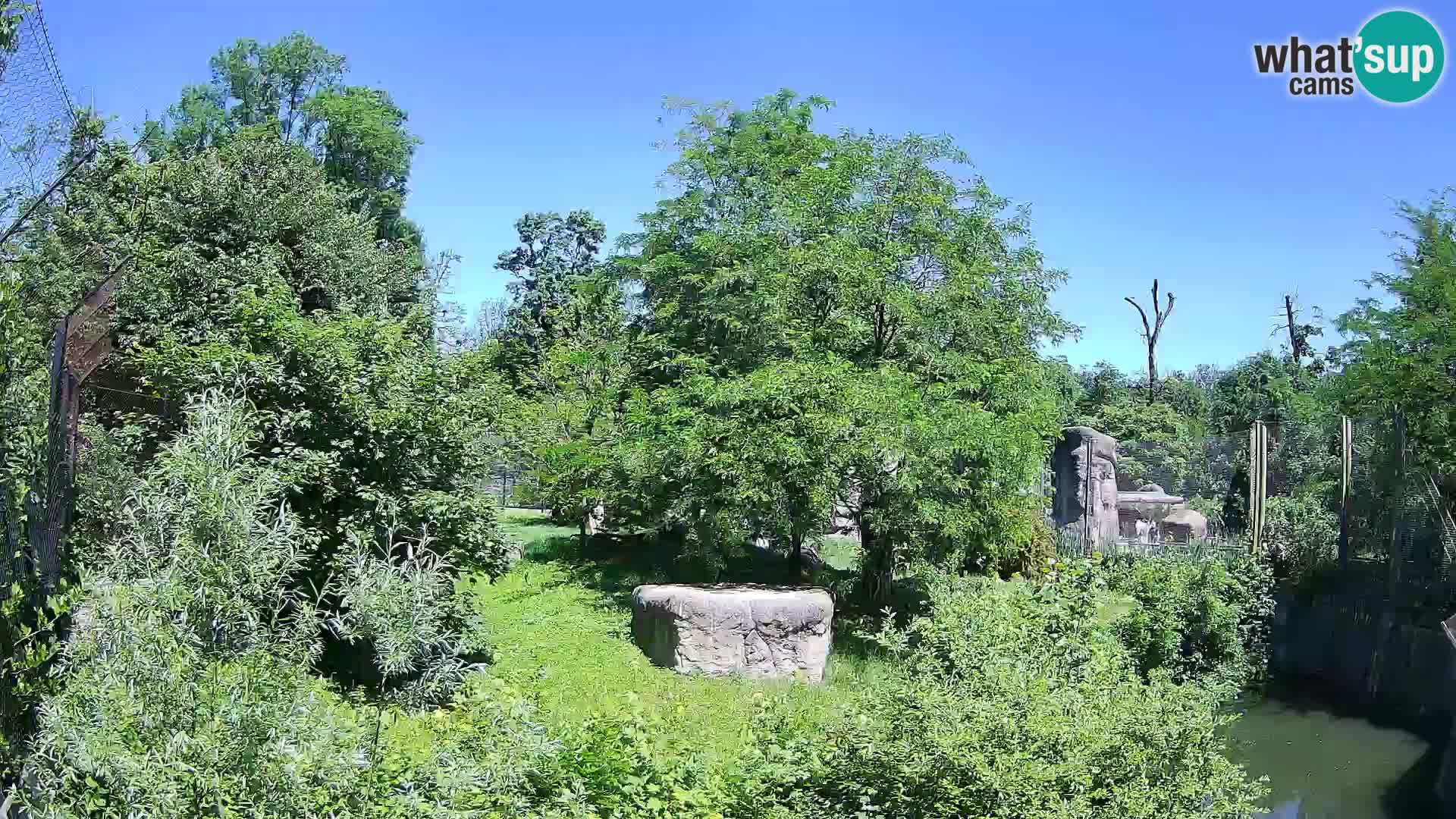 Zoo Zagreb – Lion