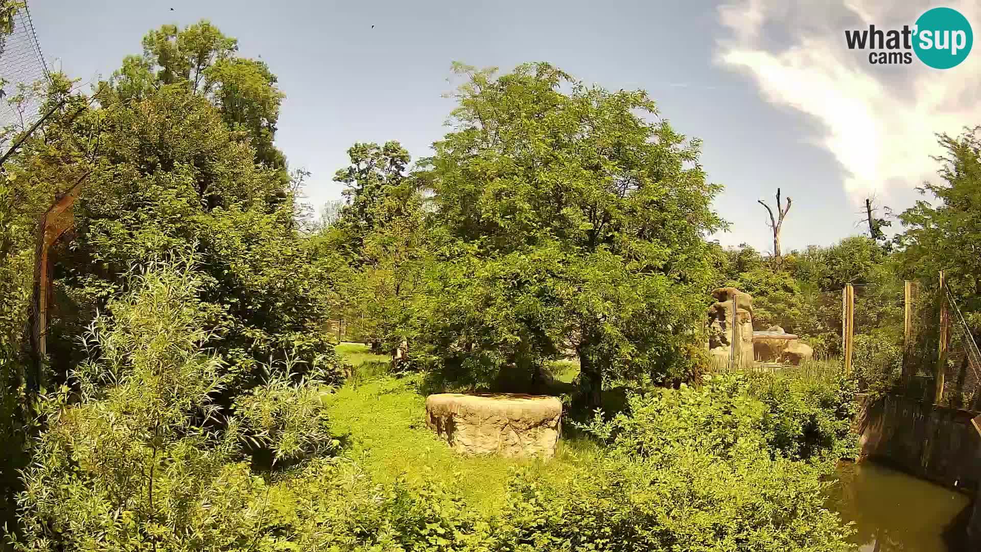 Zoo Zagreb – Lavovi