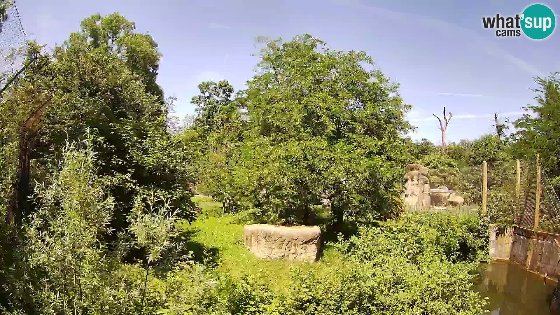 Zoo Zagreb – Lavovi