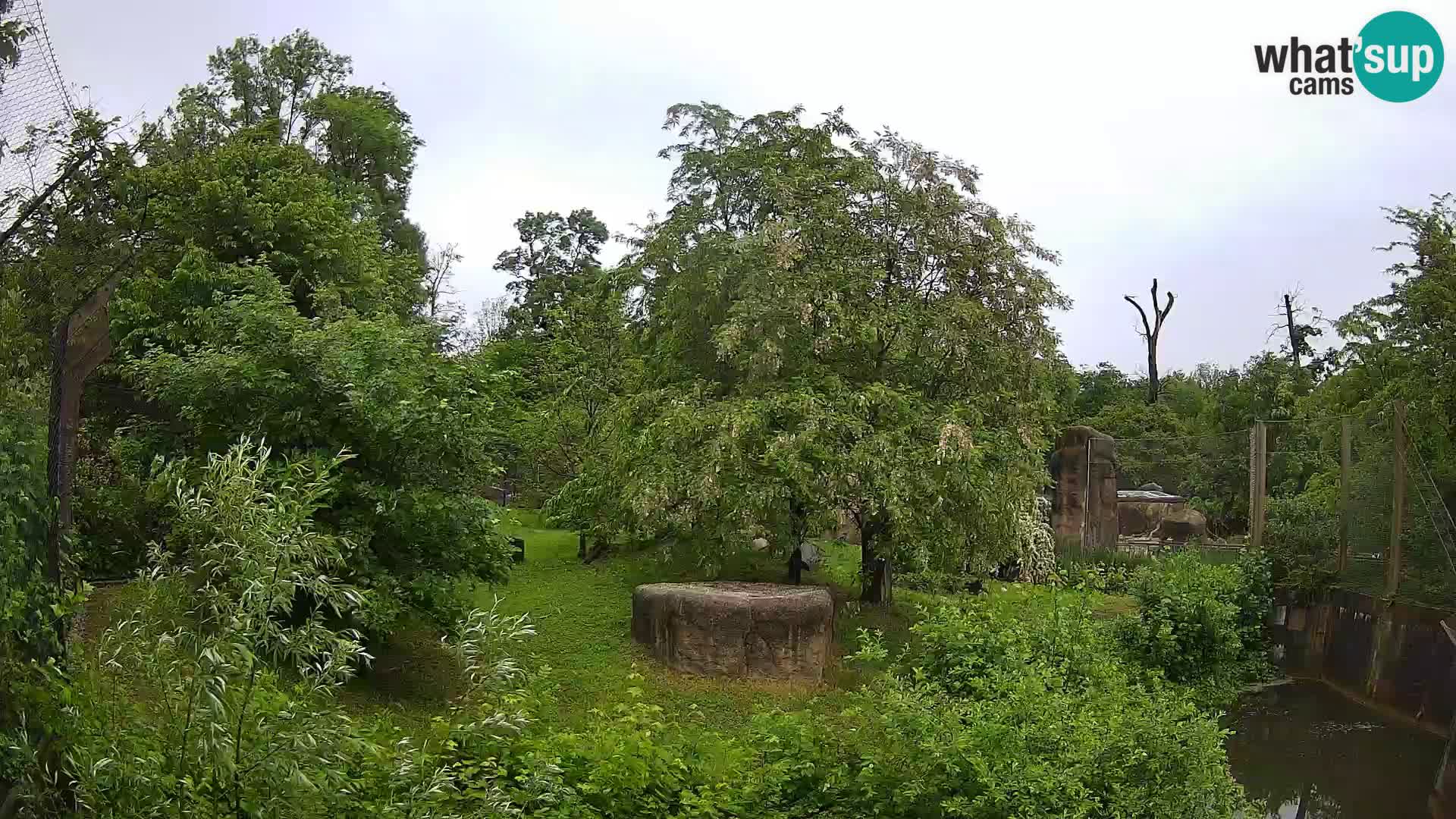 Zoo Zagreb – Löwen