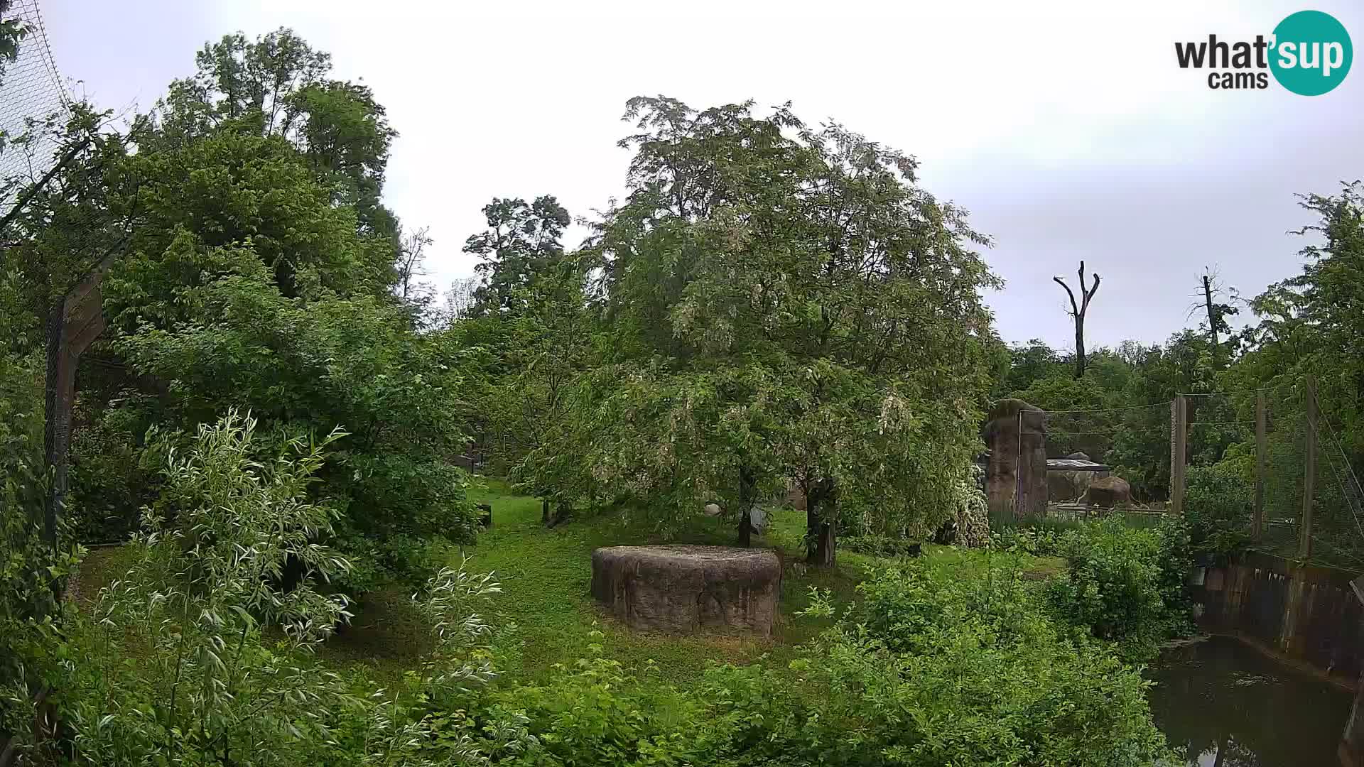 Spletna kamera Zoo Zagreb – Levi