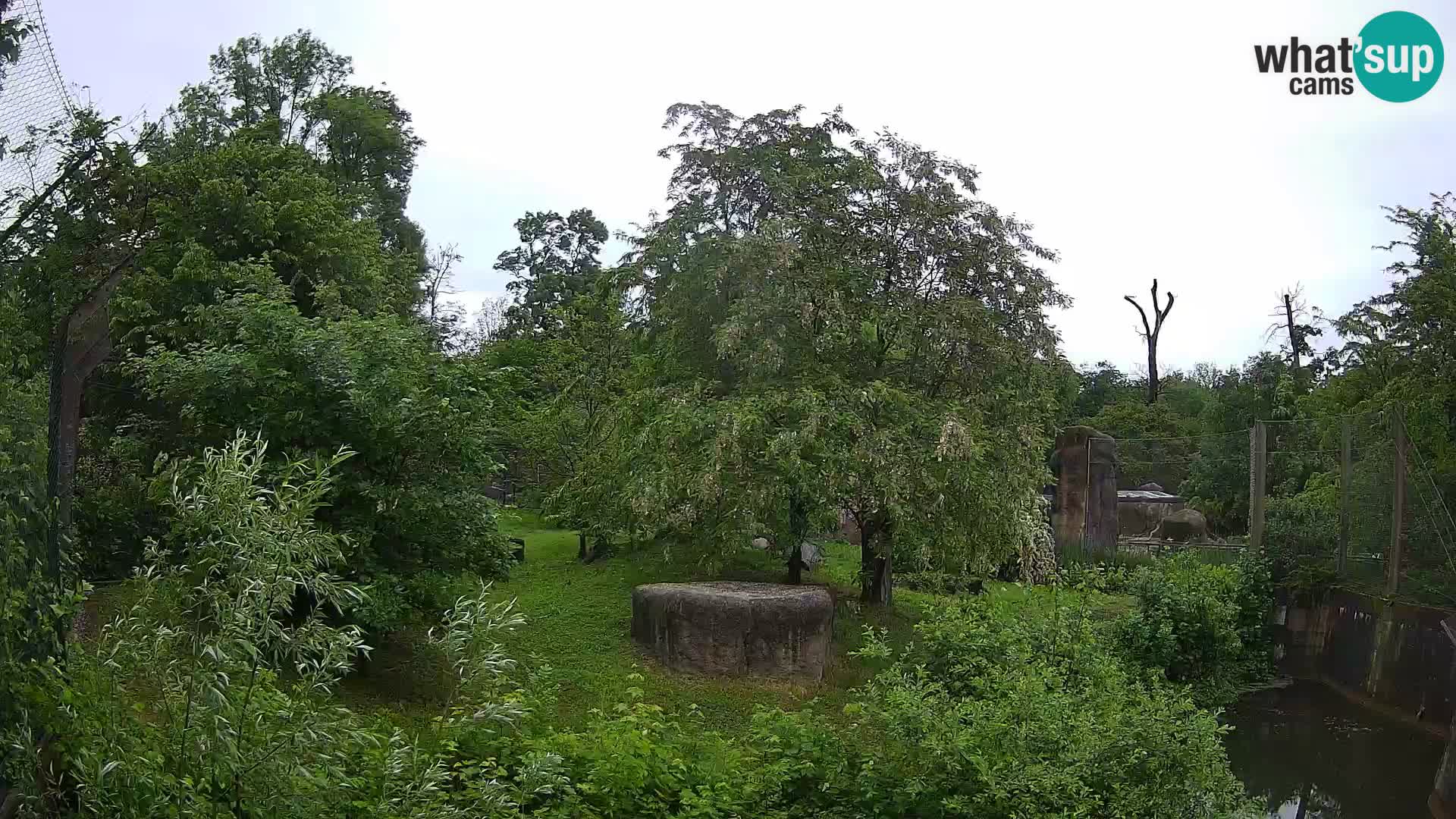 Zoo Zagreb – Löwen