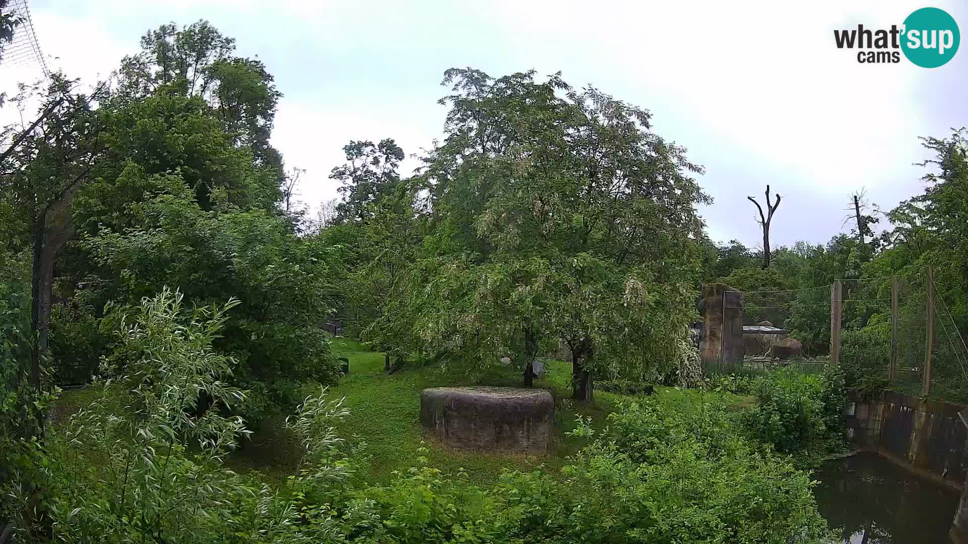 Spletna kamera Zoo Zagreb – Levi