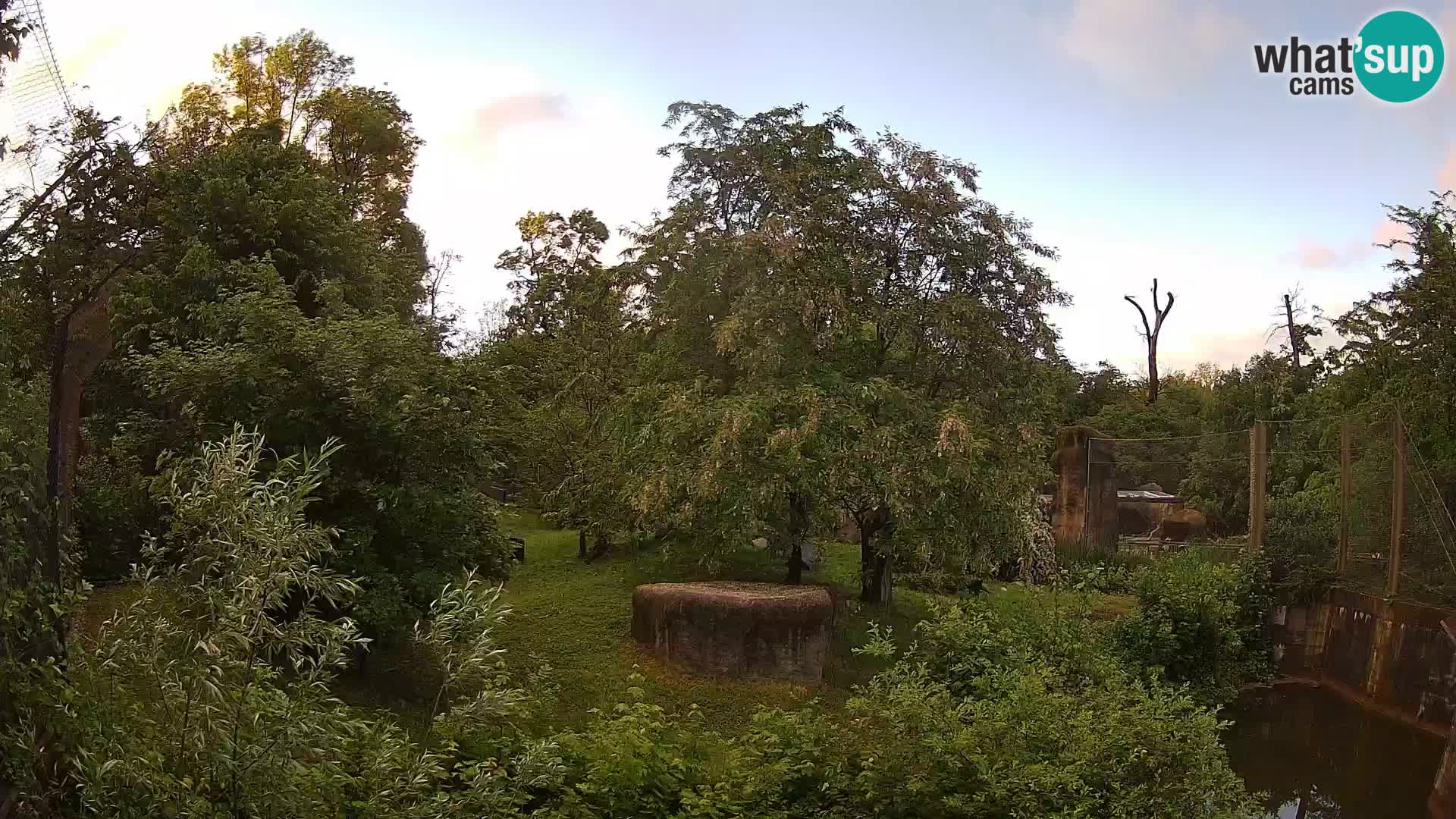 Zoo Zagreb – Löwen