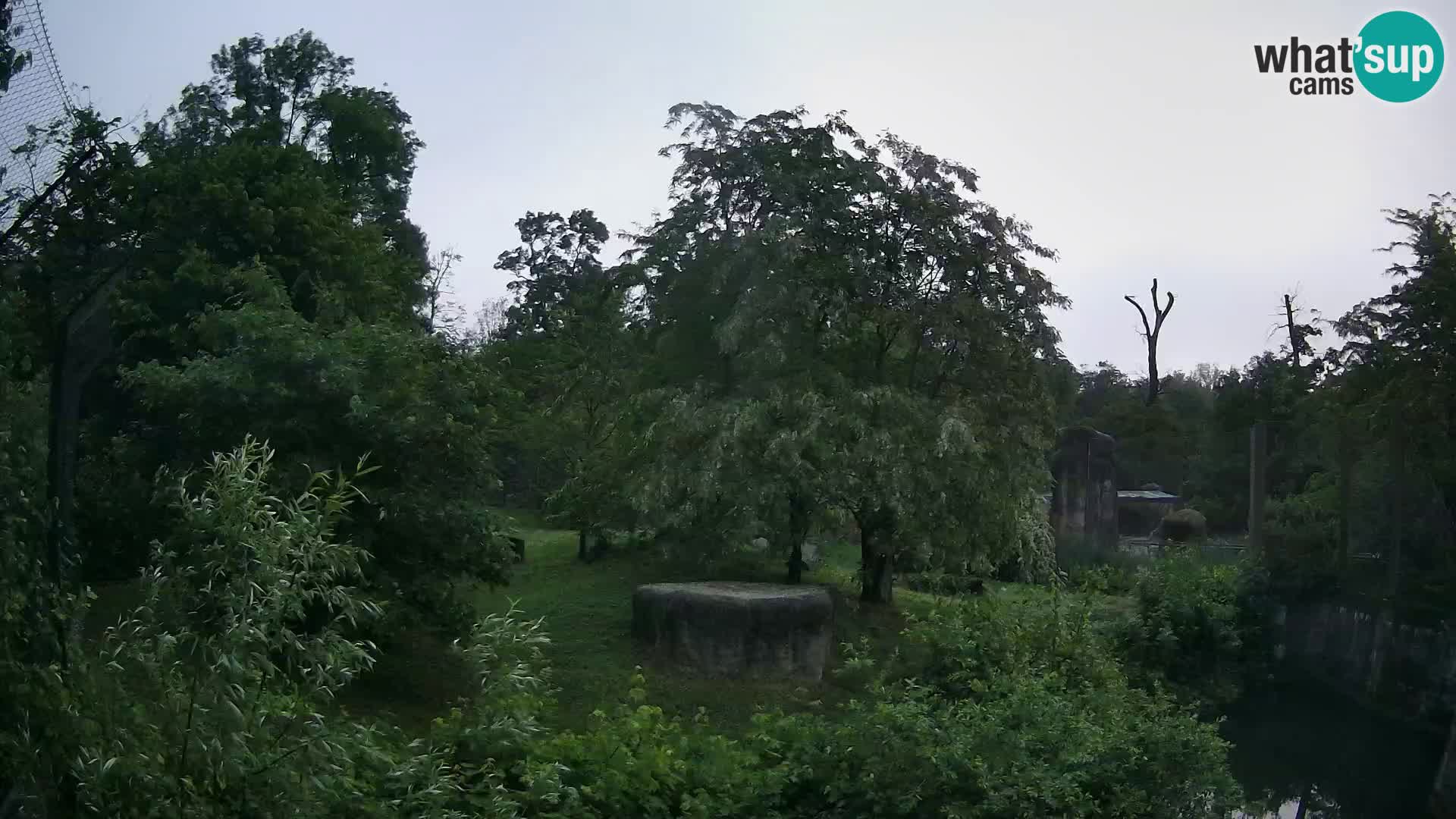 Zoo Zagreb – Lavovi