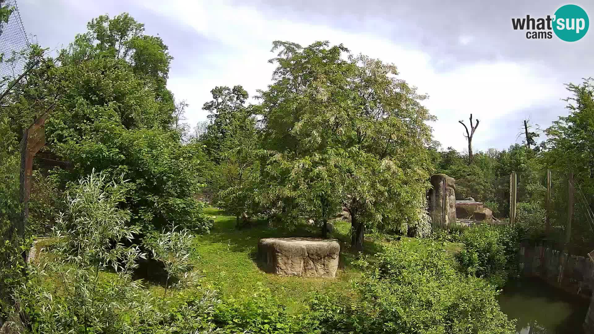 Spletna kamera Zoo Zagreb – Levi