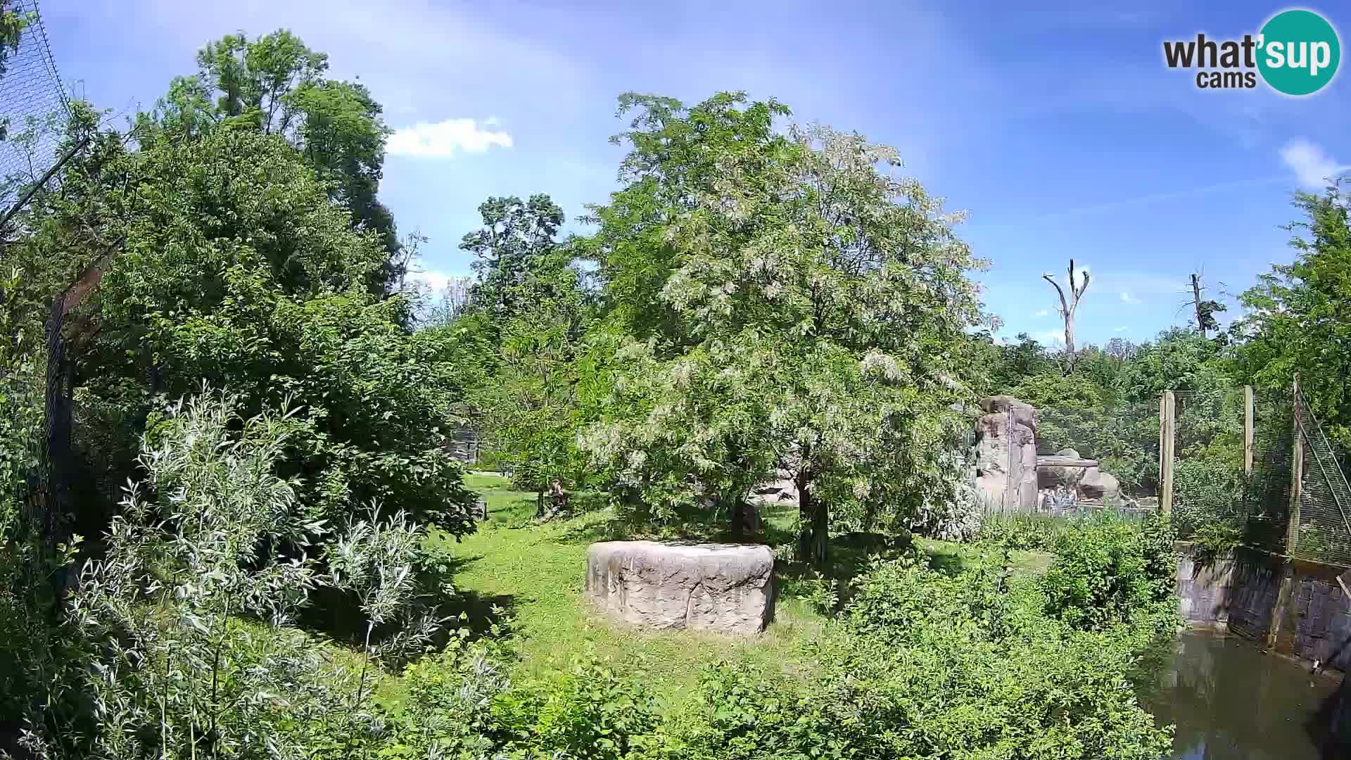 Zoo Zagreb – Leones
