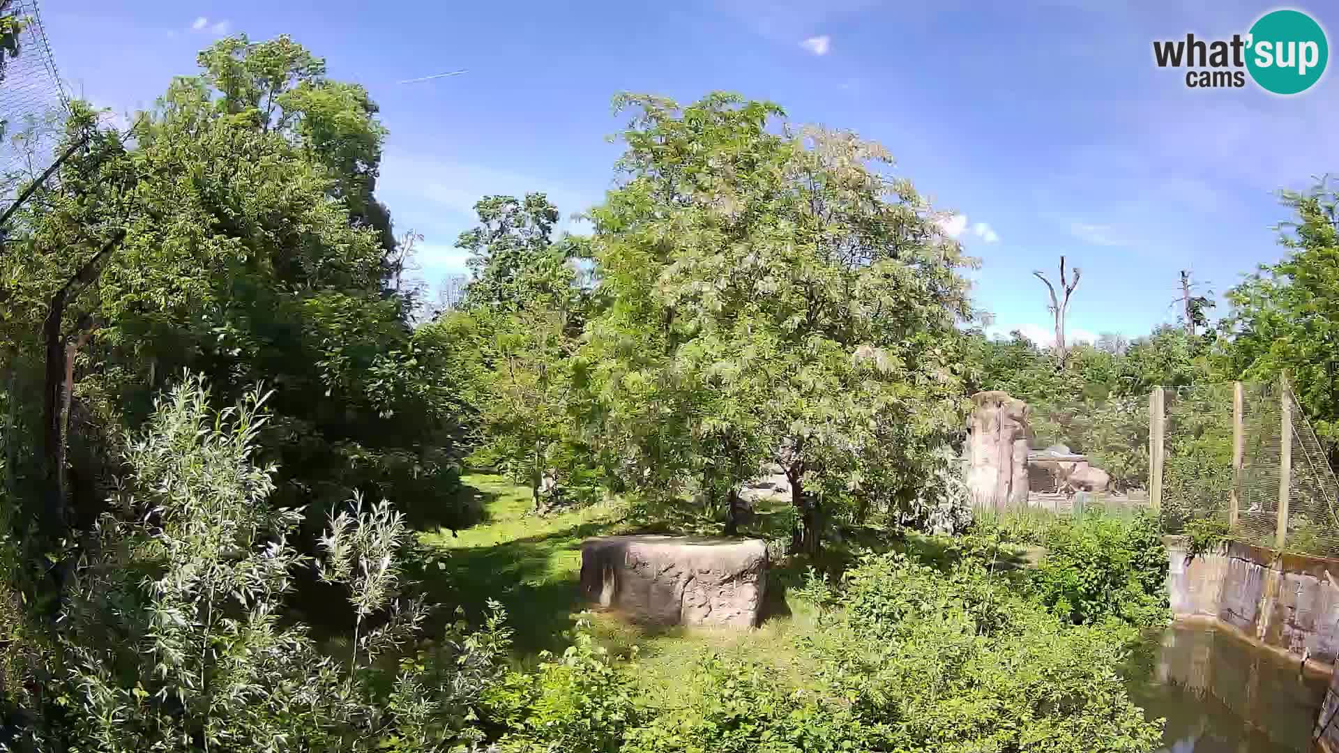 Zoo Zagreb – Leoni