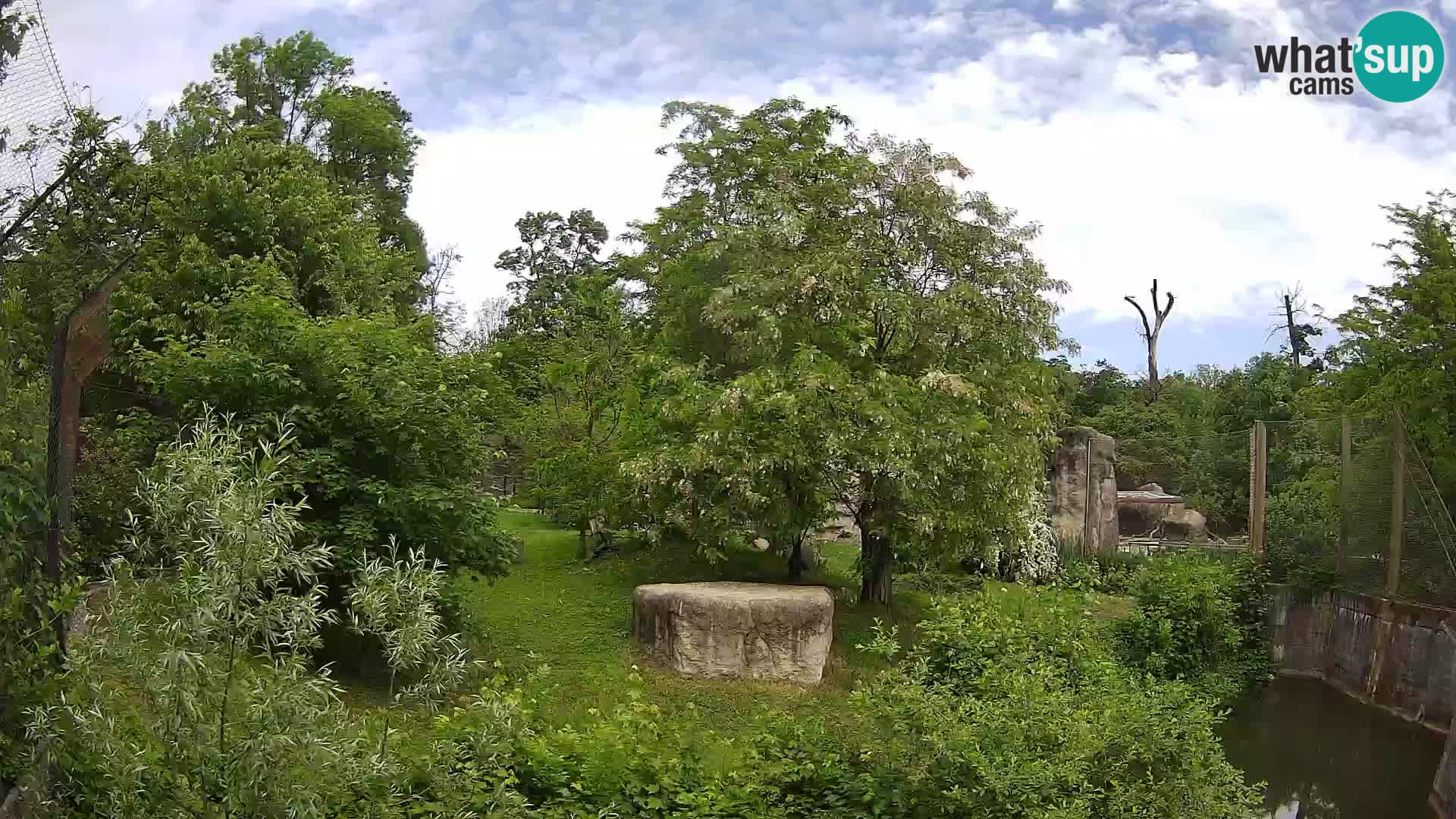 Zoo Zagreb – Lavovi