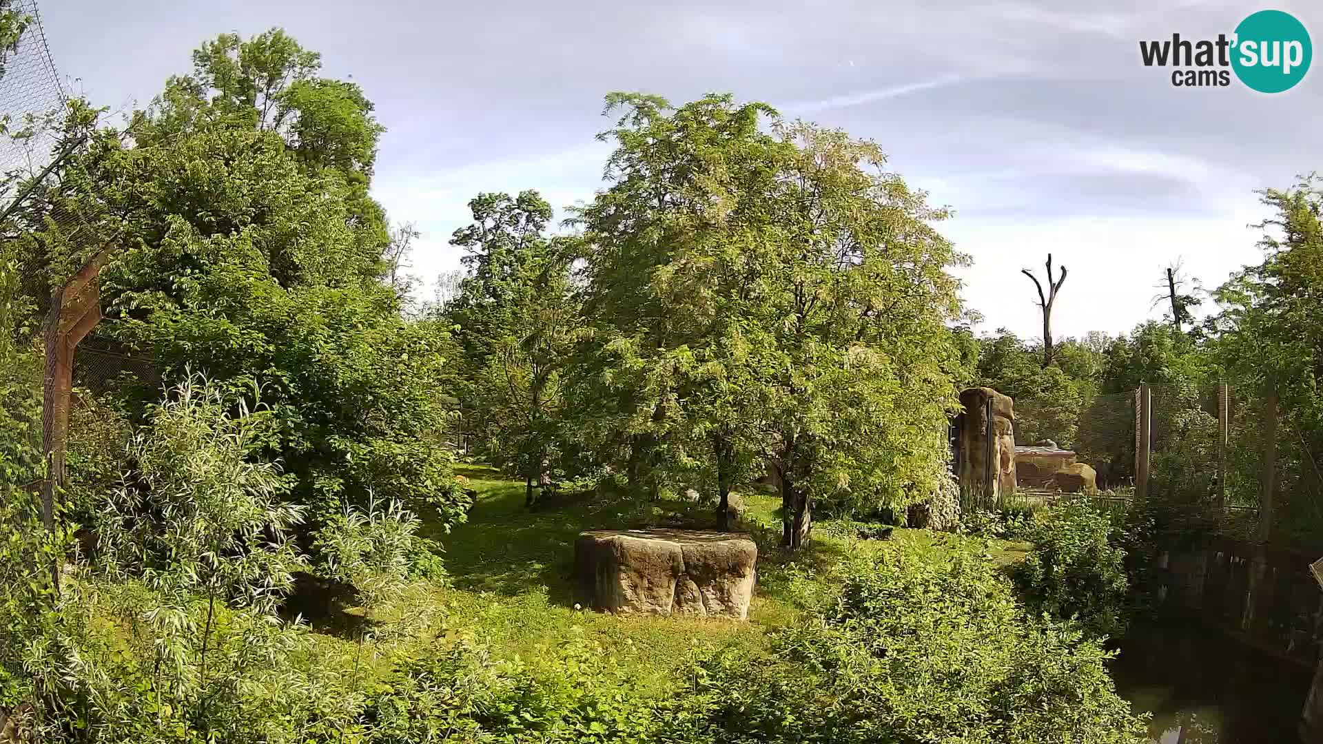 Zoo Zagreb – Lavovi