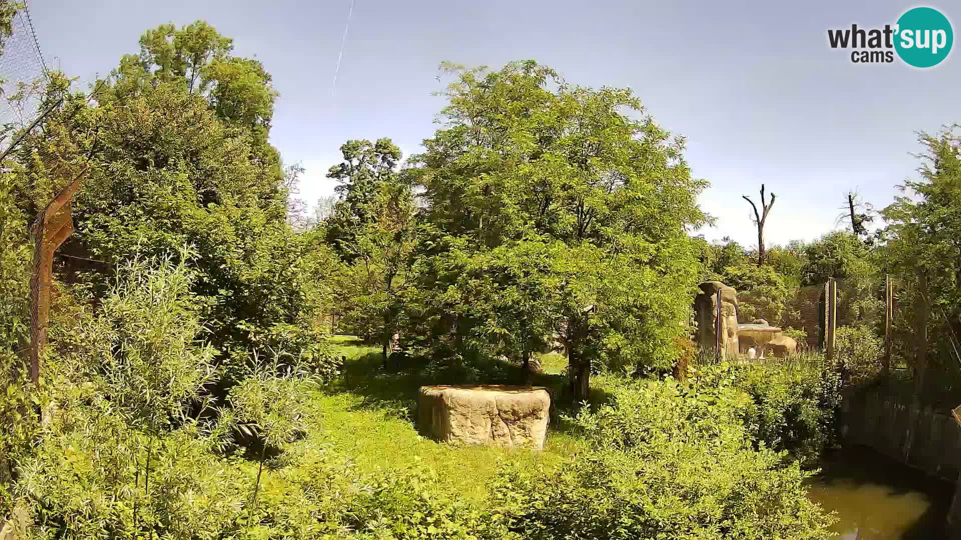 Zoo Zagreb – Löwen