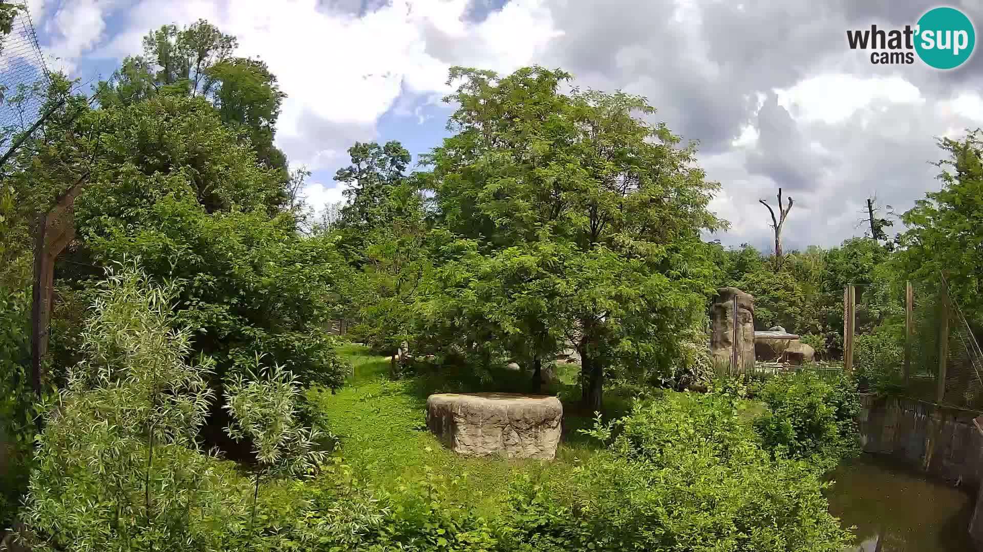 Zoo Zagreb – Leones