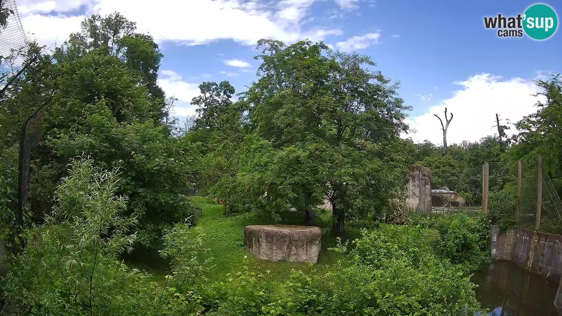 Spletna kamera Zoo Zagreb – Levi