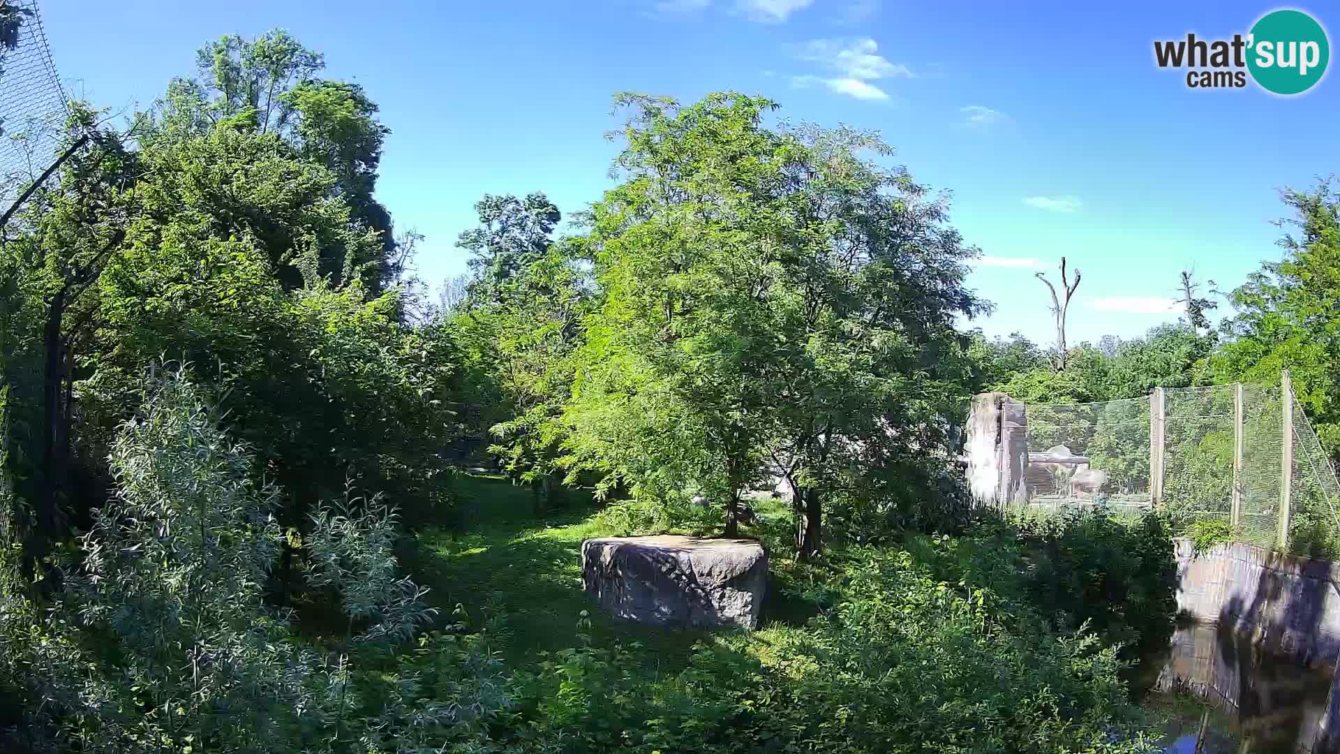 Spletna kamera Zoo Zagreb – Levi