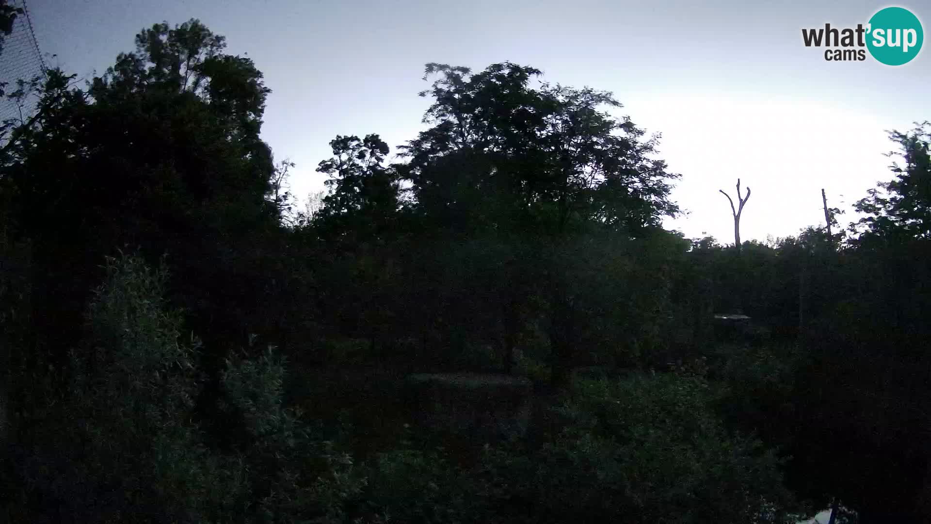 Spletna kamera Zoo Zagreb – Levi