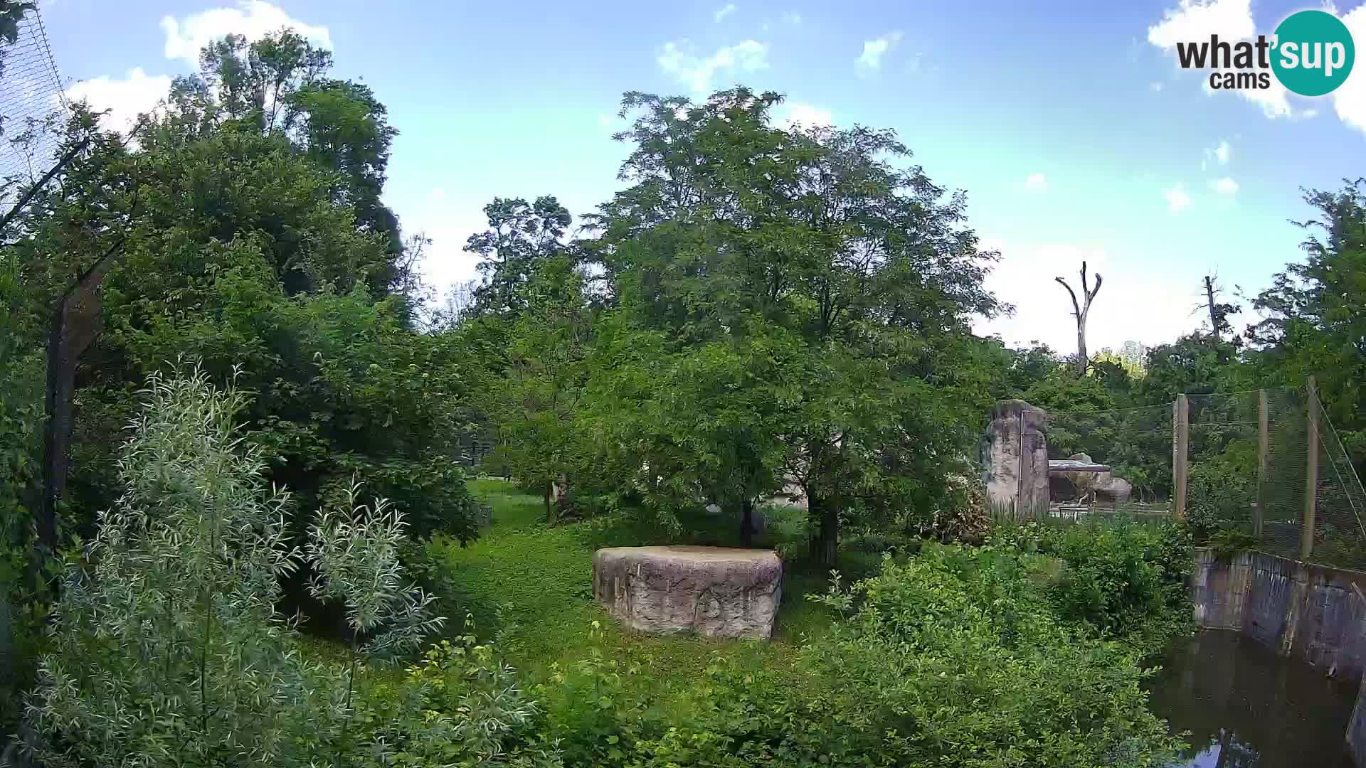 Zoo Zagreb – Lavovi