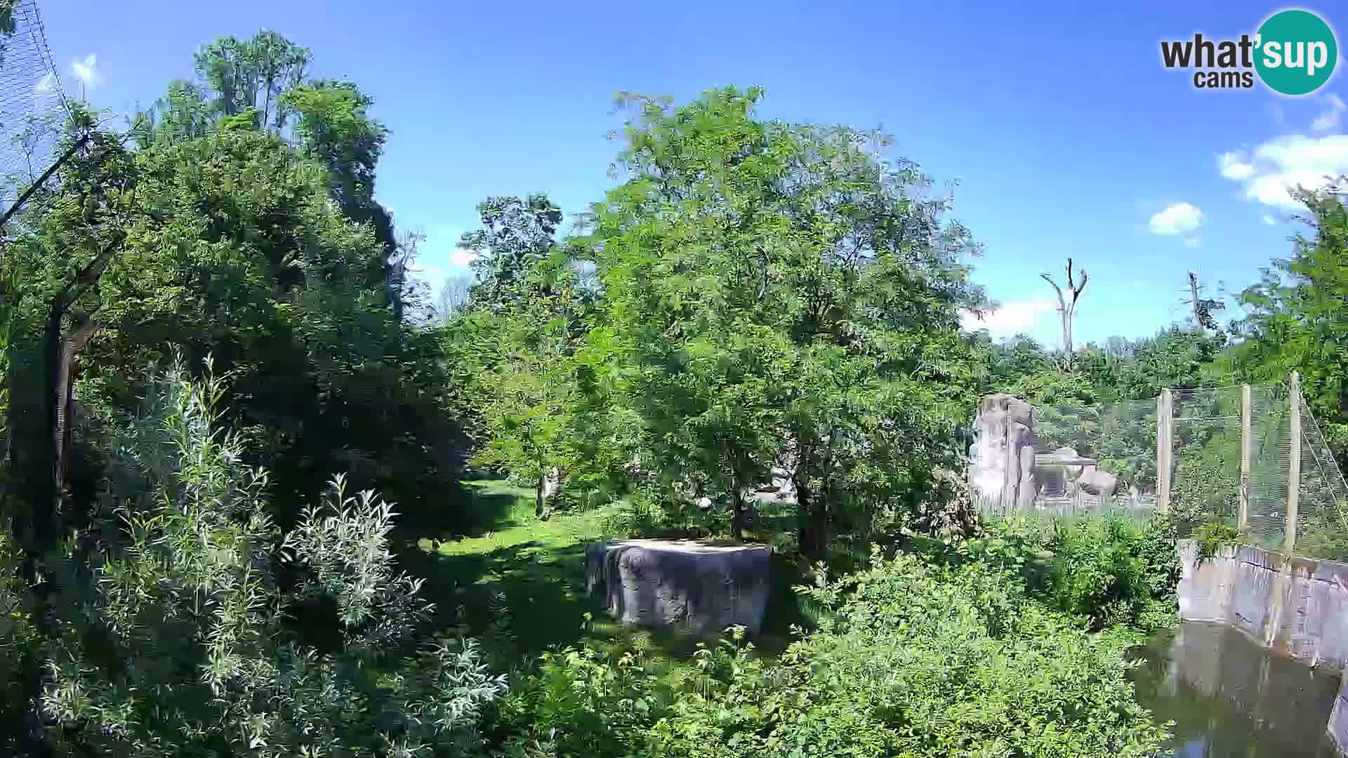Zoo Zagreb – Lavovi