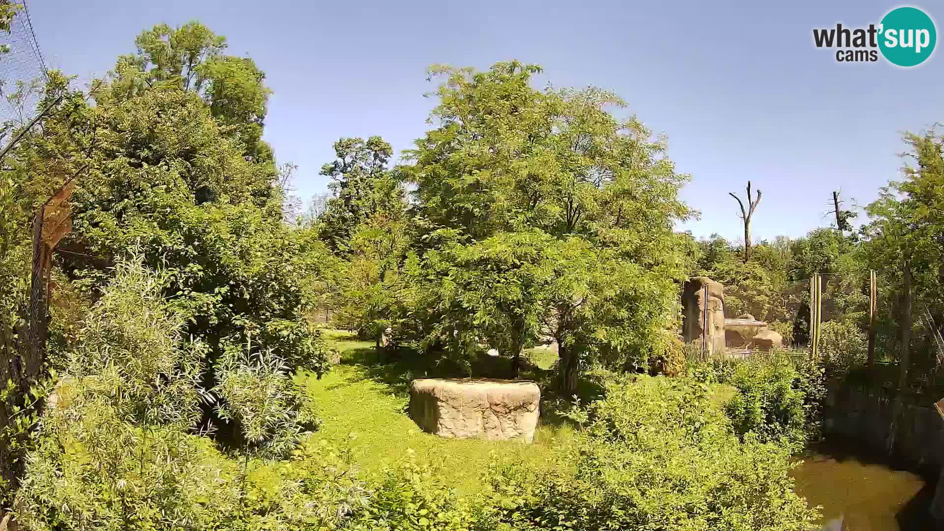 Zoo Zagreb – Löwen