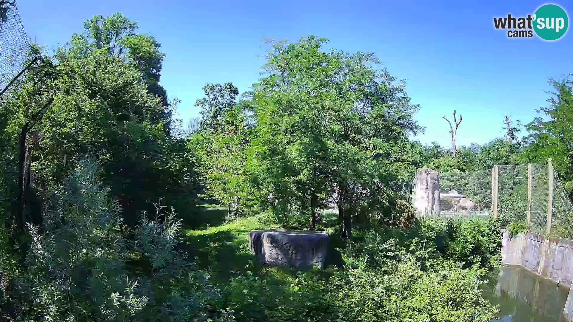 Zoo Zagreb – Leones