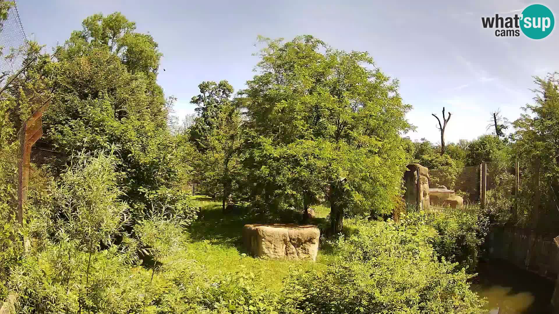 Zoo Zagreb – Lavovi