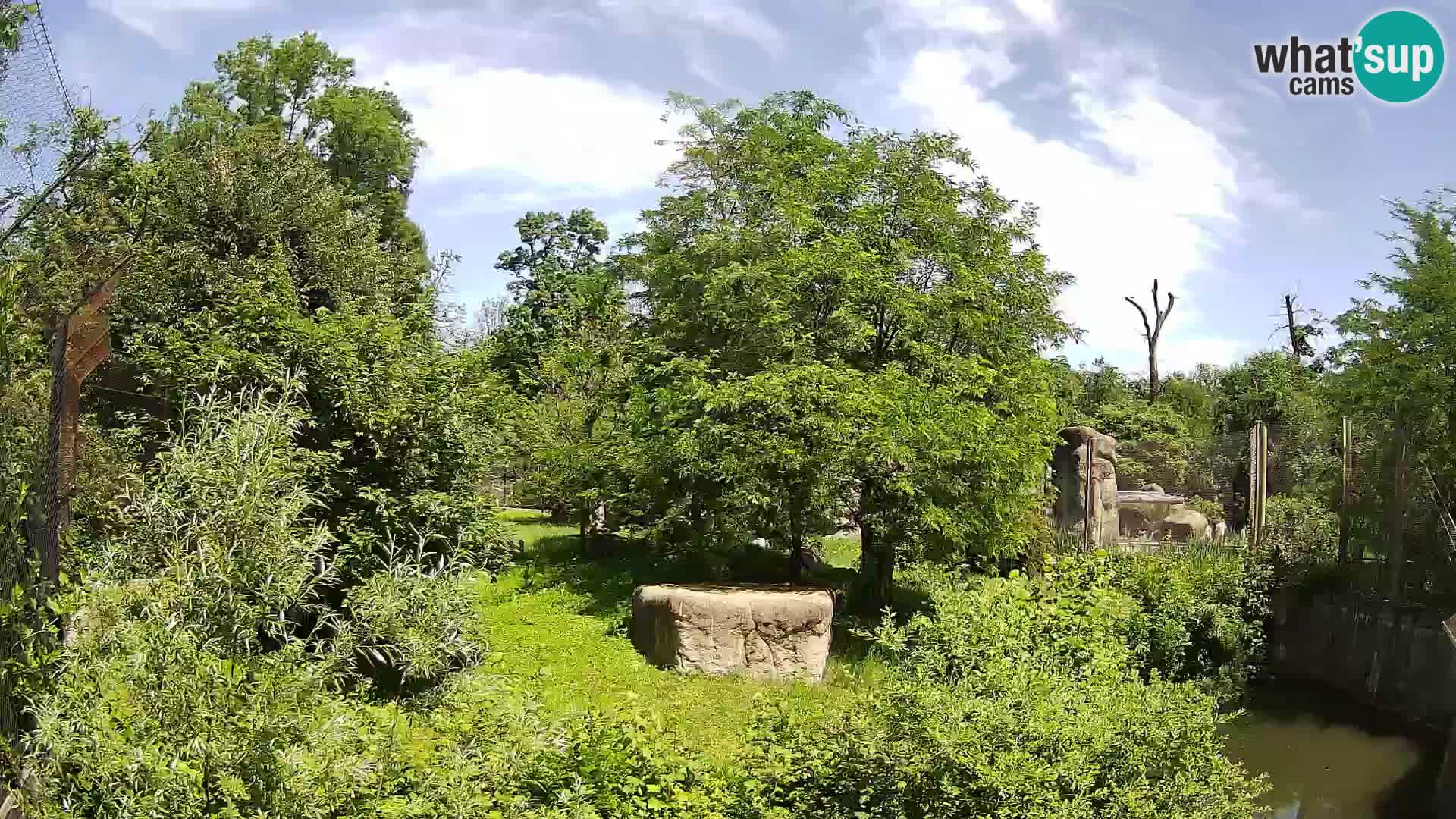Zoo Zagreb – Lavovi