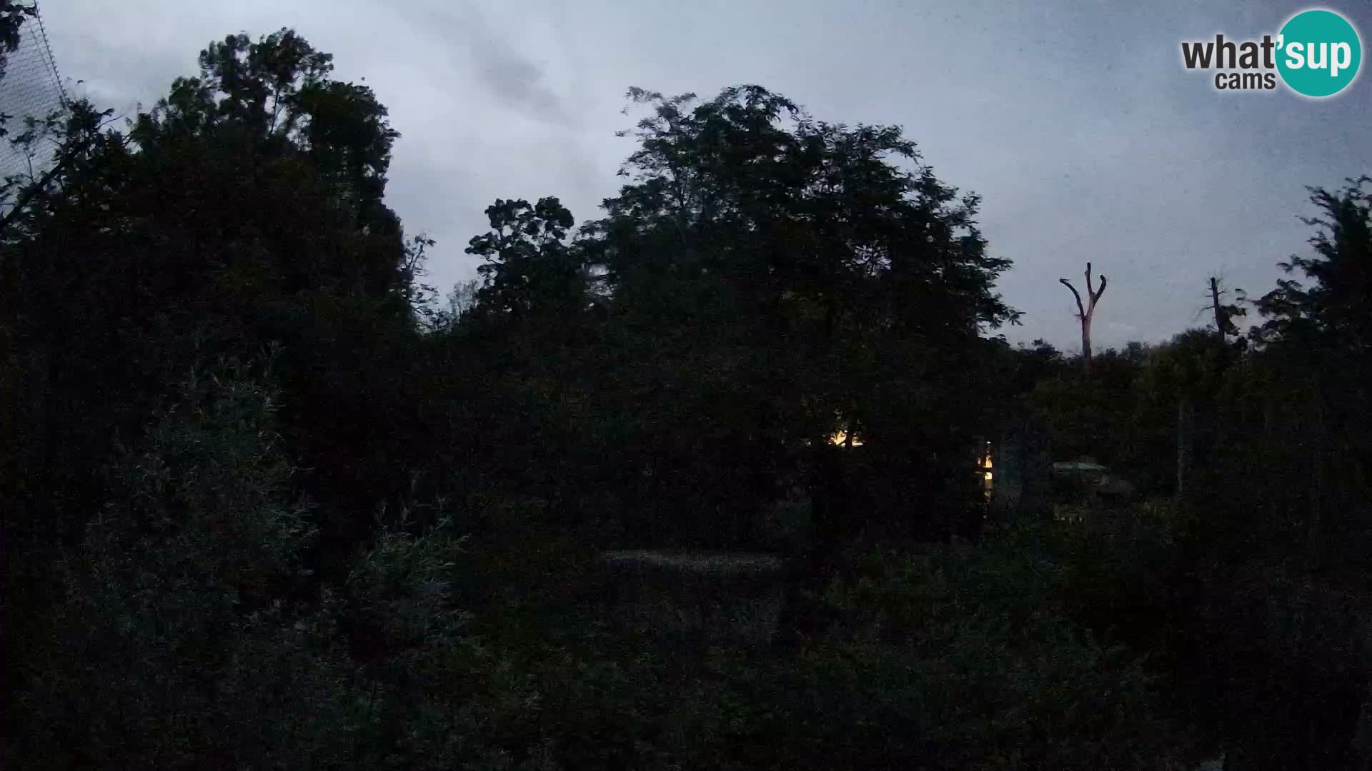 Spletna kamera Zoo Zagreb – Levi