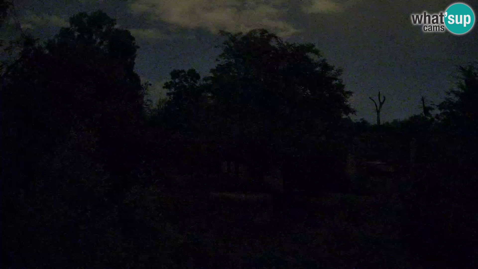 Zoo Zagreb – Löwen
