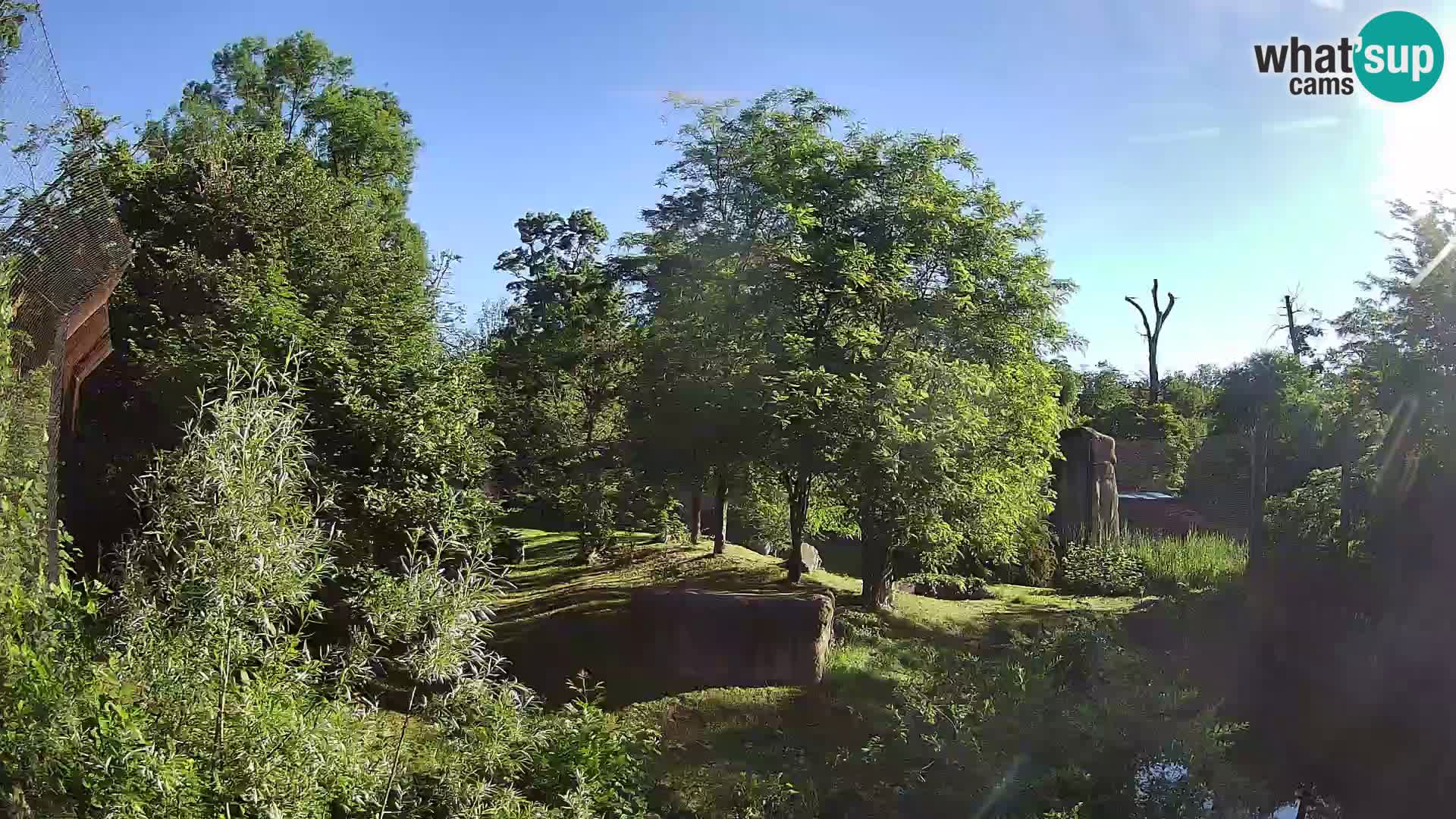 Spletna kamera Zoo Zagreb – Levi