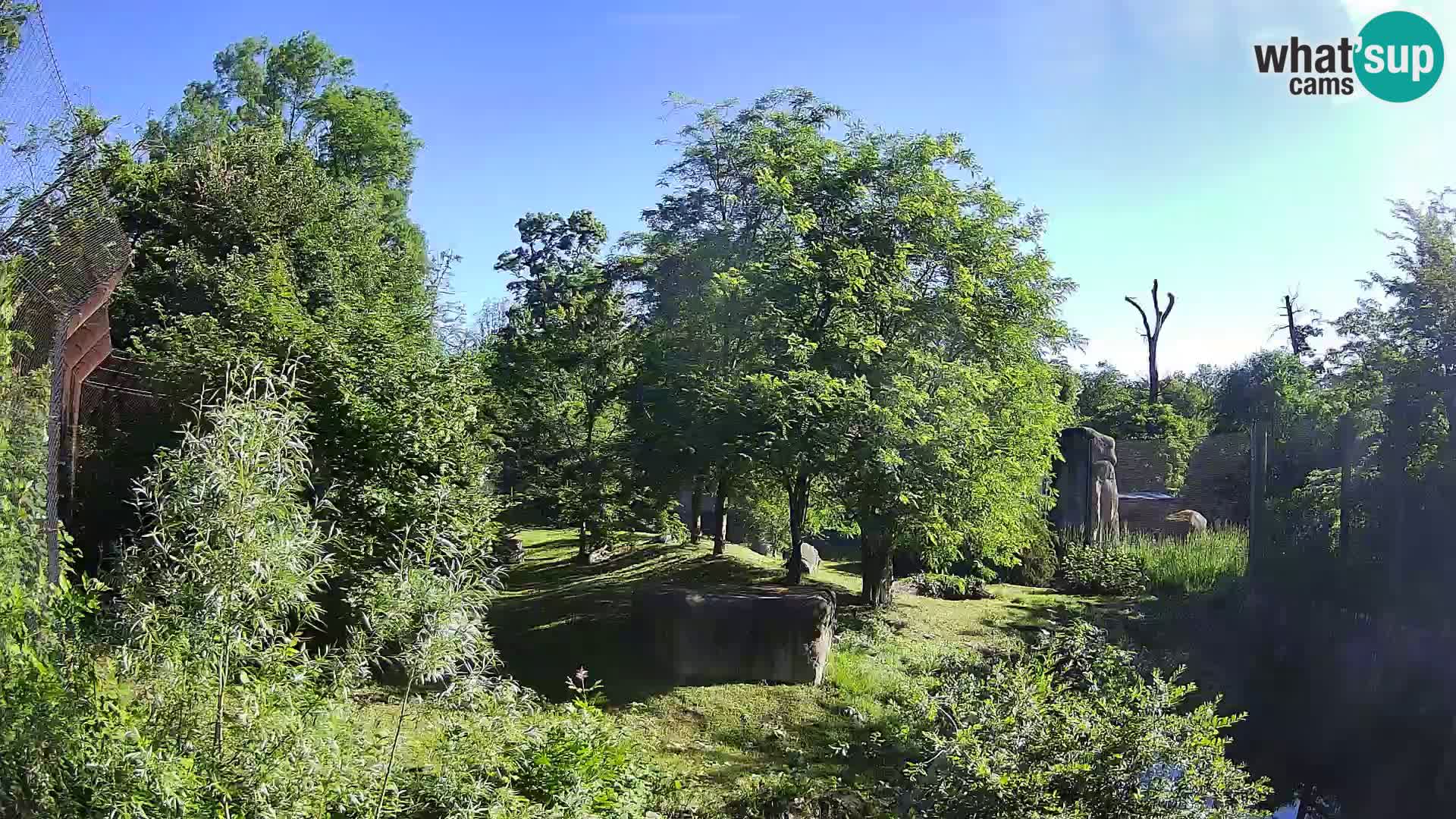 Zoo Zagreb – Löwen