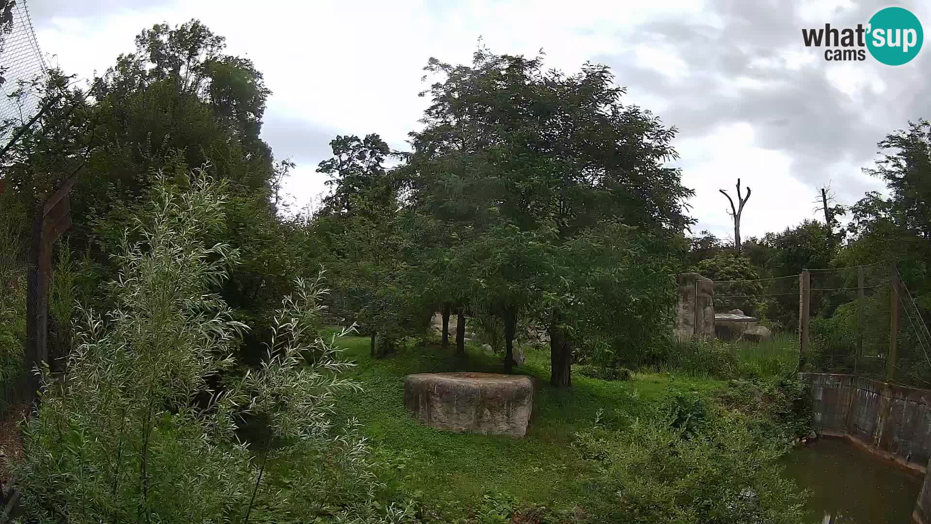 Zoo Zagreb – Lavovi