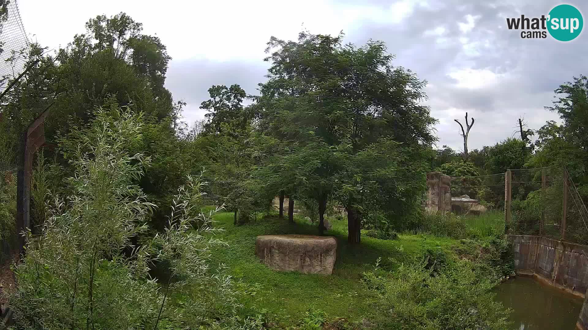 Zoo Zagreb – Lion