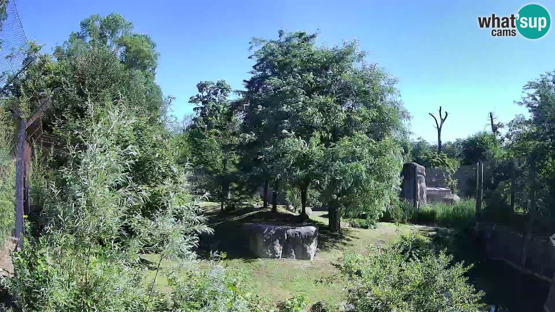 Zoo Zagreb – Lavovi