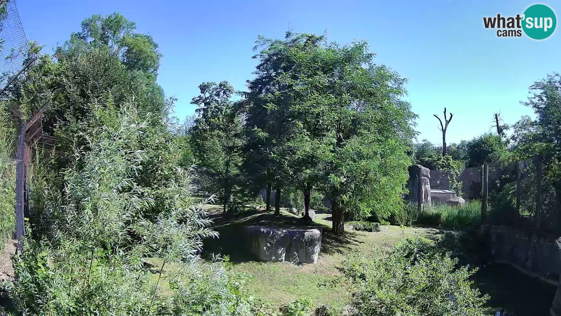 Zoo Zagreb – Lavovi