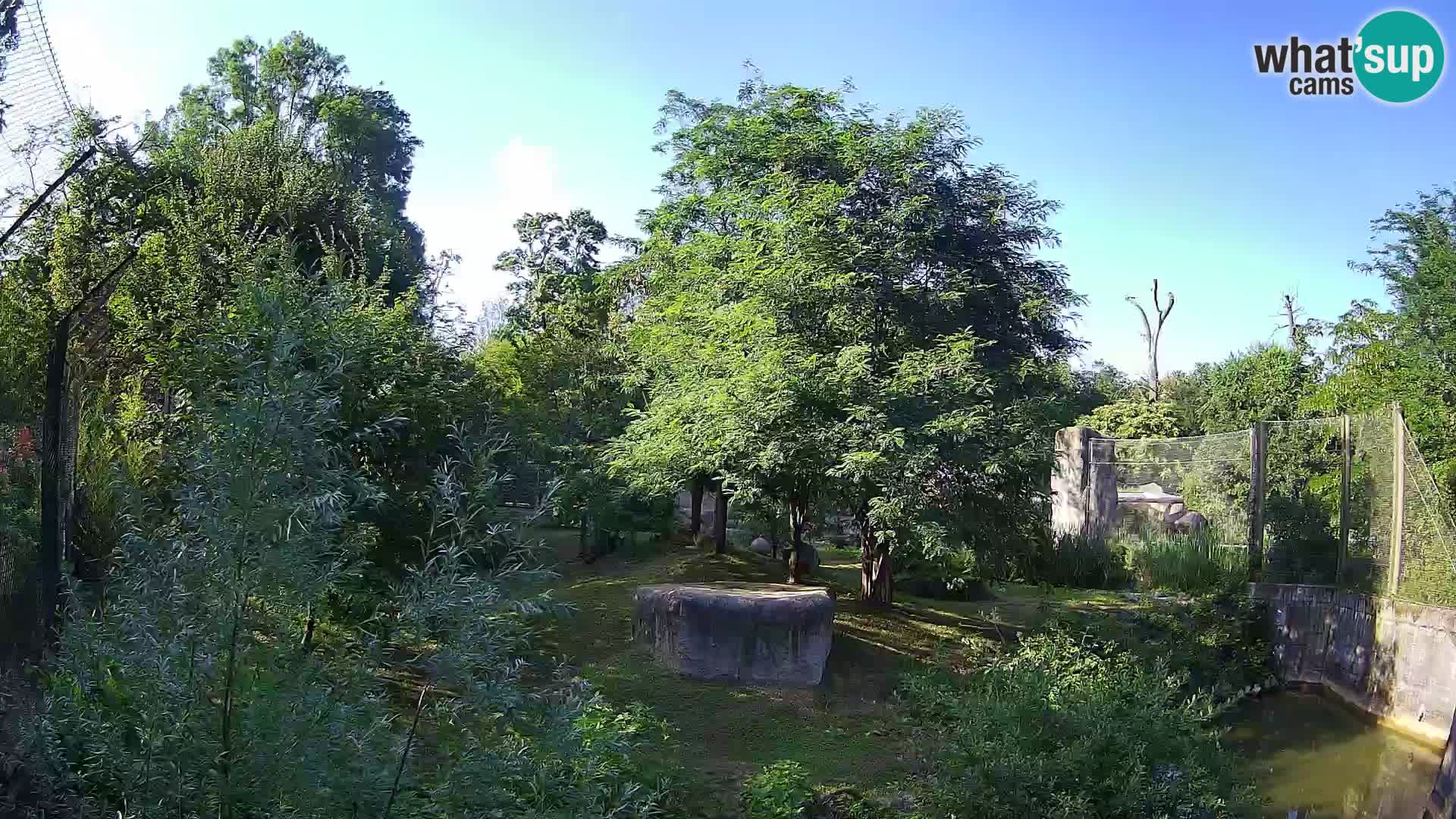Zoo Zagreb – Leoni