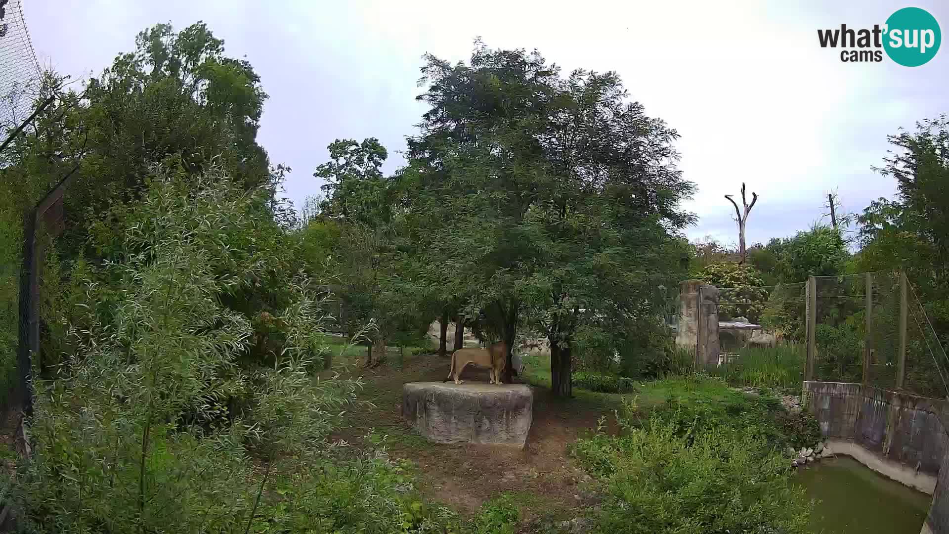 Zoo Zagreb – Lavovi