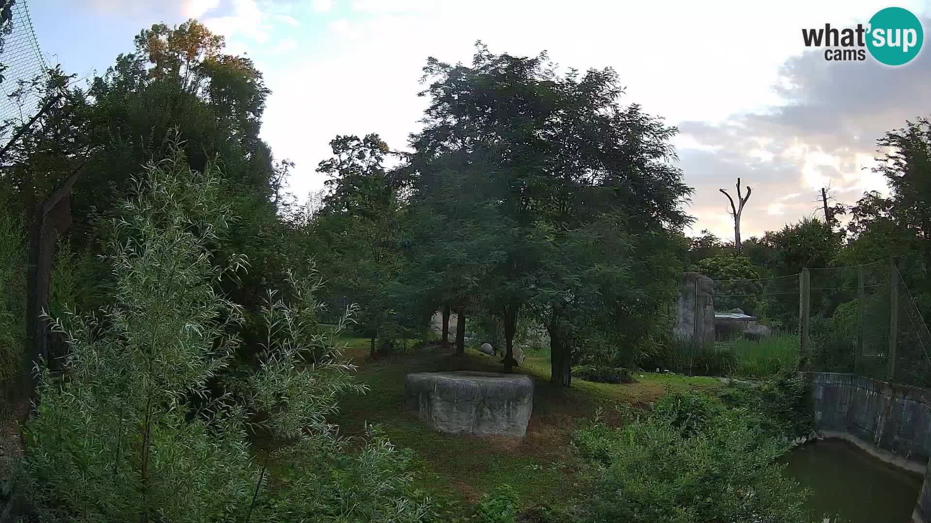 Zoo Zagreb – Lavovi