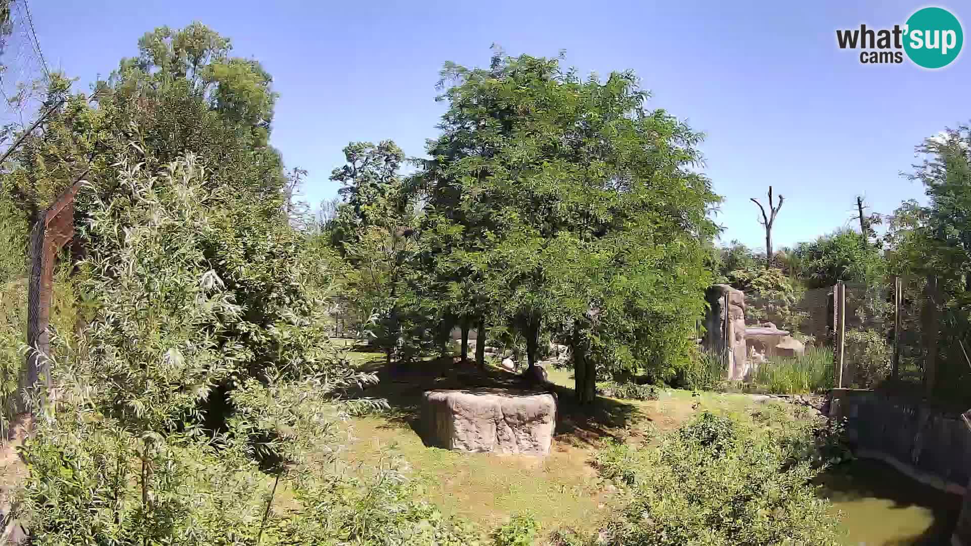 Zoo Zagreb – Lavovi